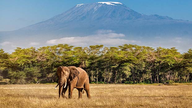 En elefant promenerar över savannen med Kilimanjaro i bakgrunden