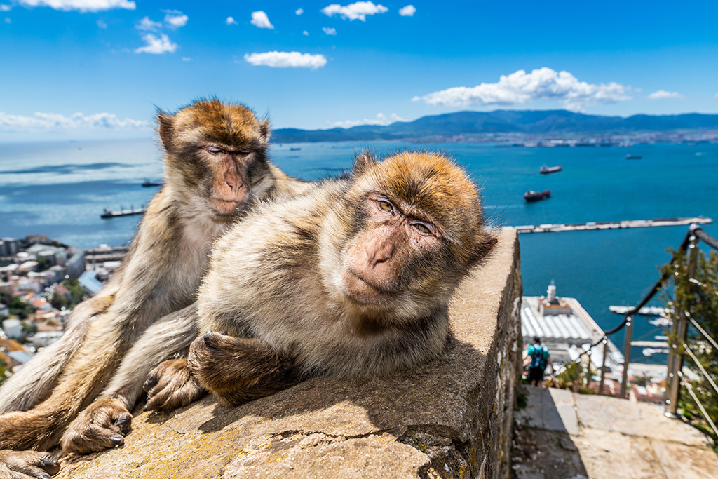 Gibraltar, Costa del Sol – Lilla England med vilda apor